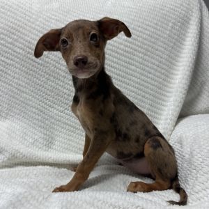 Muppet&#39;s Litter : Rizzo