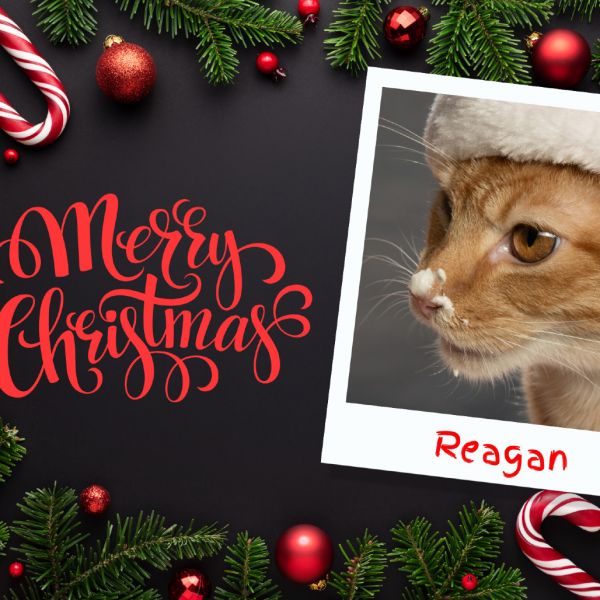 Reagan thumbnail 6