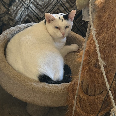 Scout (Speedbump Puppycat)