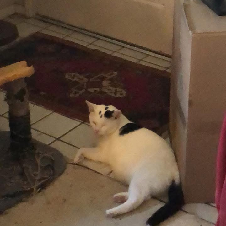 Scout (Speedbump Puppycat)