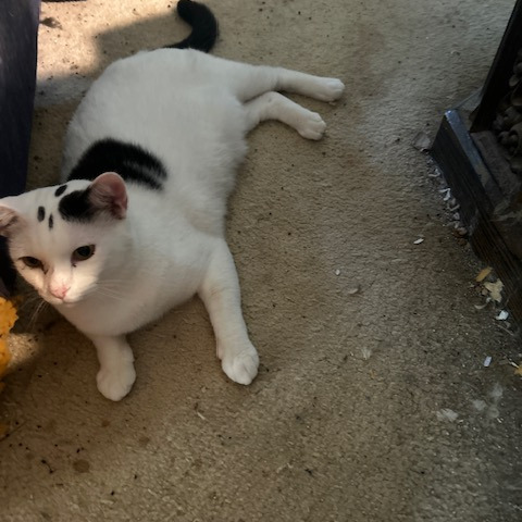 Scout (Speedbump Puppycat)