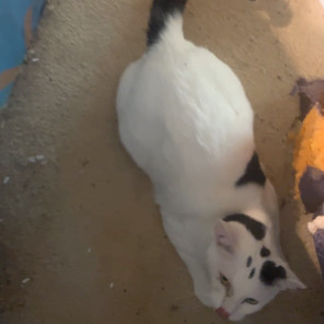 Scout (Speedbump Puppycat)