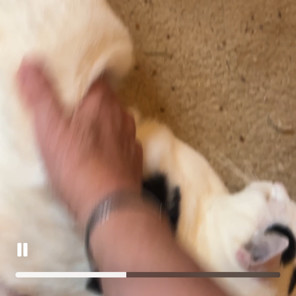 Scout (Speedbump Puppycat)