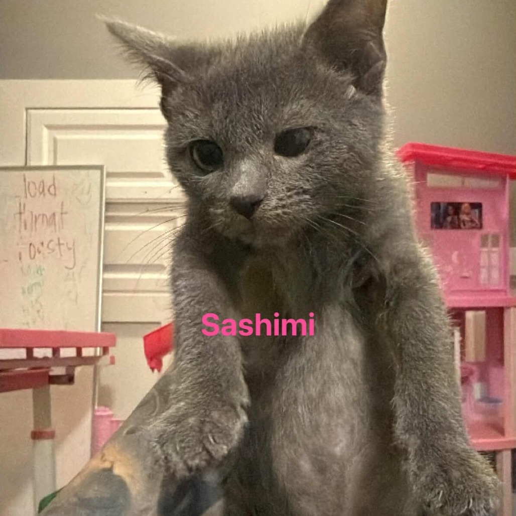 Sashimi Benson