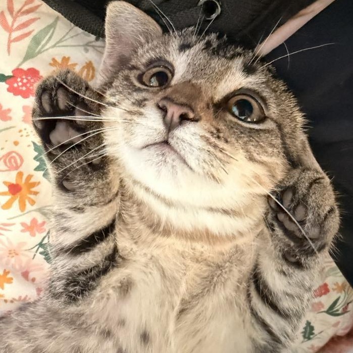 Nubbs // Nubbley Benson