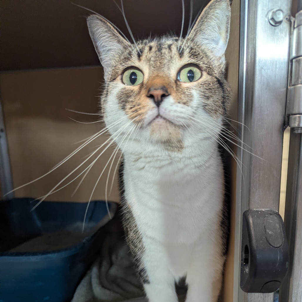 Charlotte FKA Charlottesville