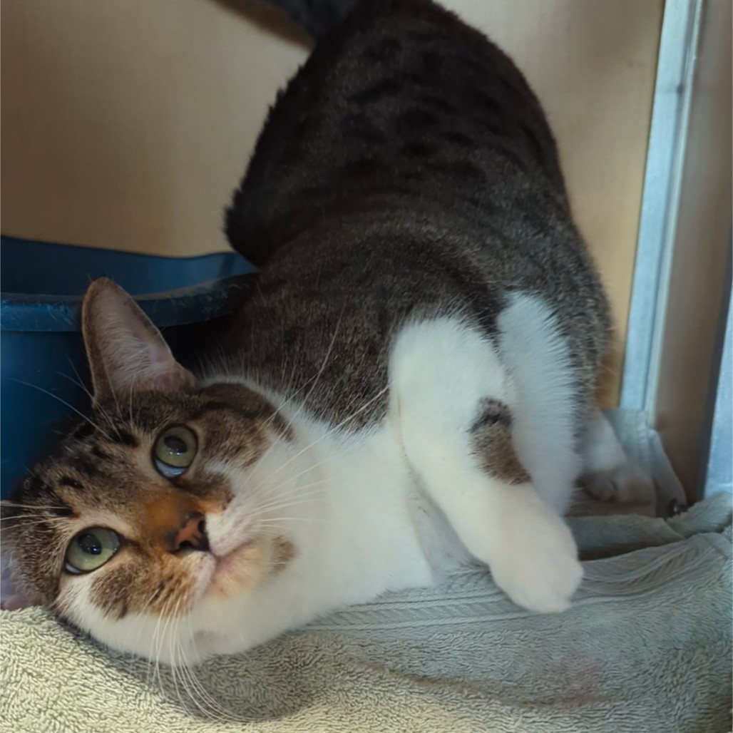 Charlotte FKA Charlottesville