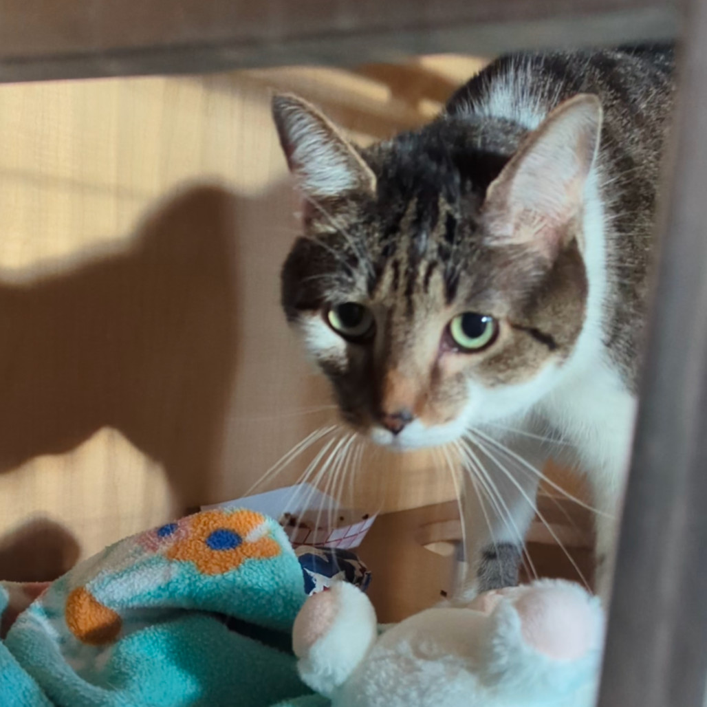 Charlotte FKA Charlottesville