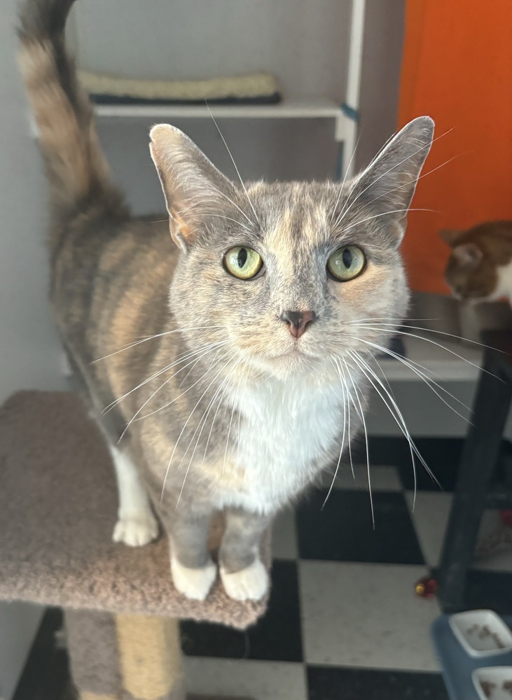 Stormy (bonded with Simba)