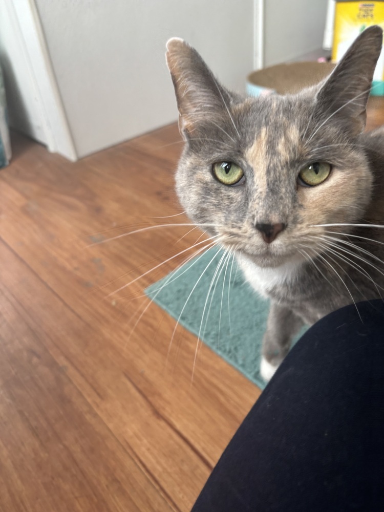 Stormy (bonded with Simba)