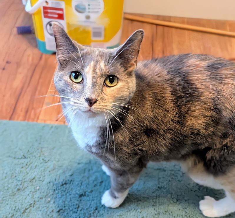 Stormy (bonded with Simba)