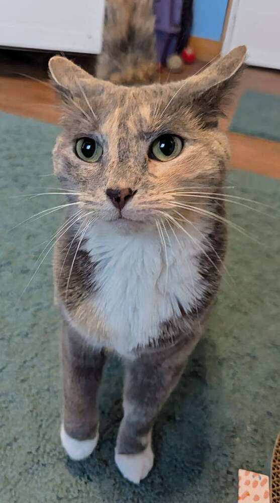 Stormy (bonded with Simba)