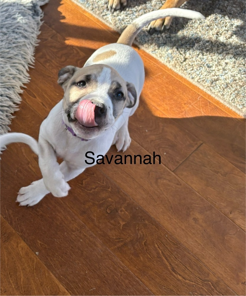 Savannah