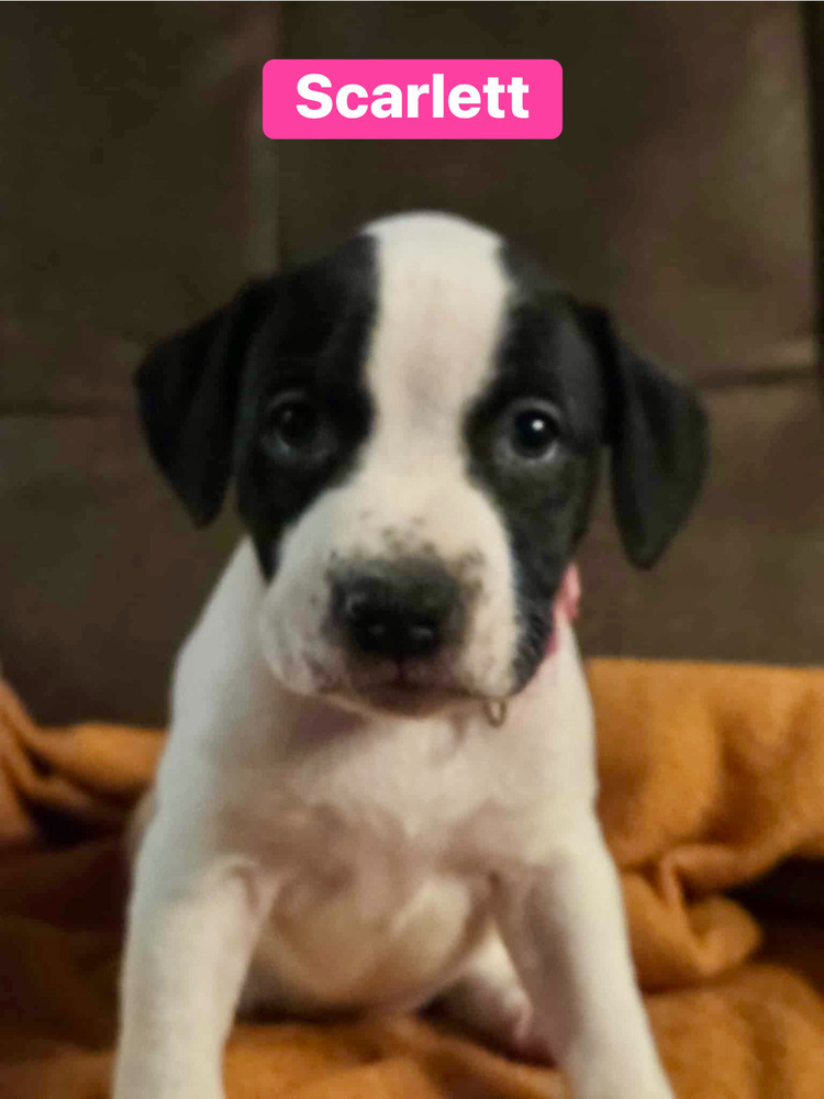Scarlett