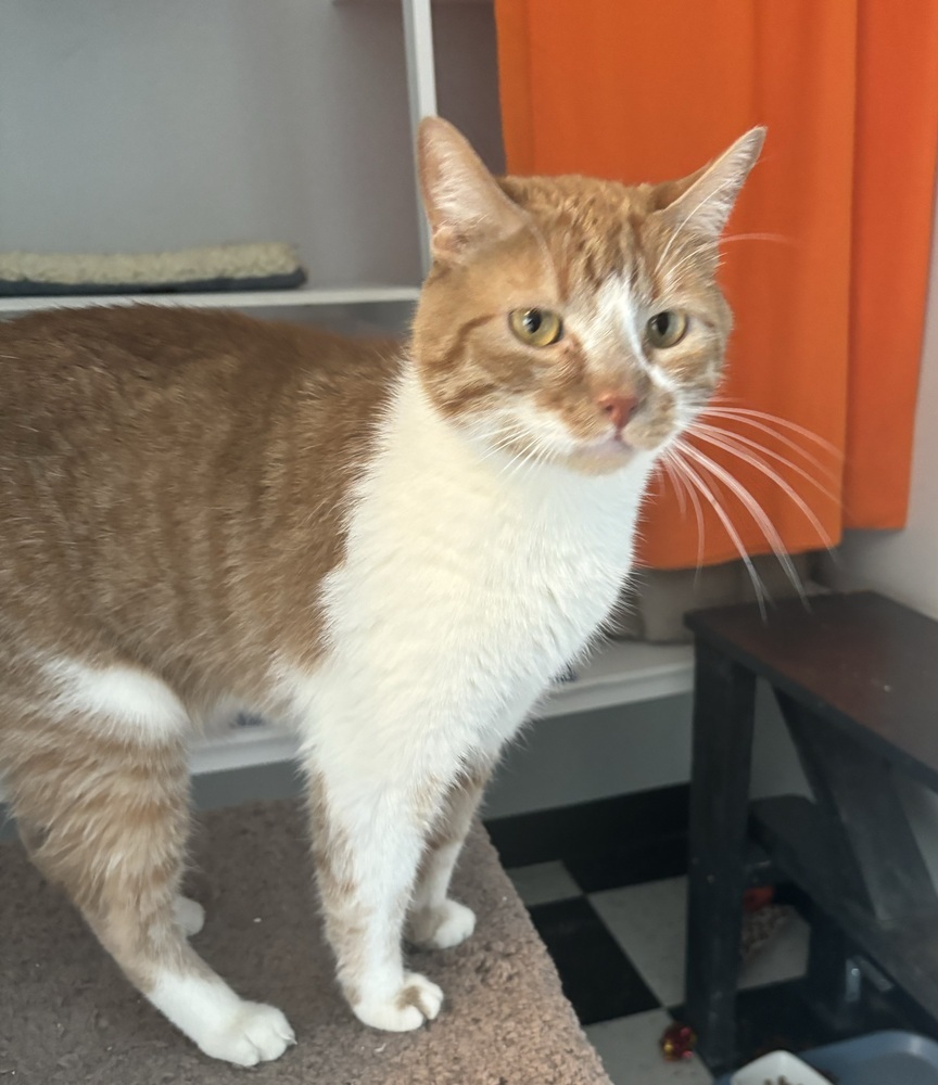 Simba (bonded with Stormy)