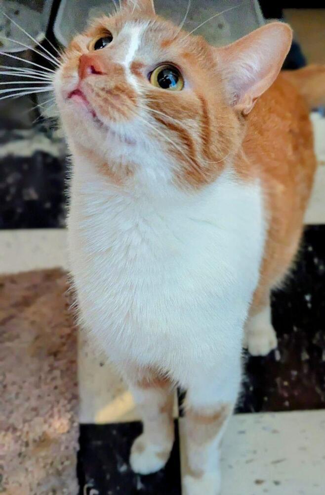 Simba (bonded with Stormy)