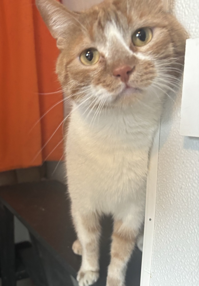 Simba (bonded with Stormy)