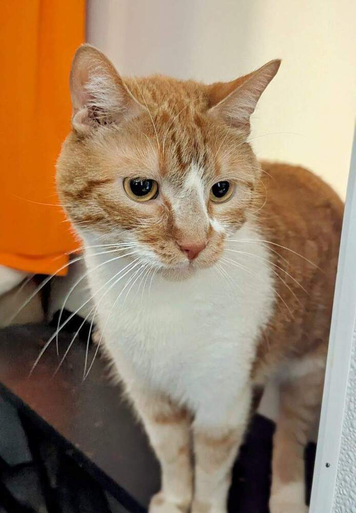 Simba (bonded with Stormy)