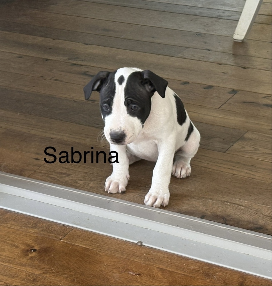 Sabrina