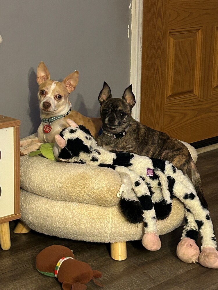 Gracie (Bonded with Sammy)