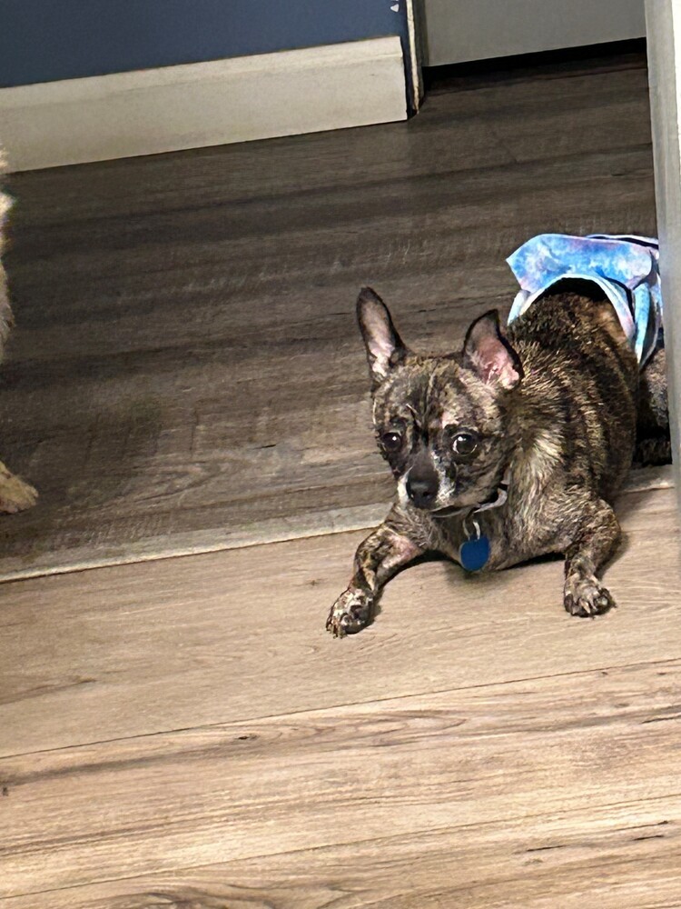 Gracie (Bonded with Sammy)