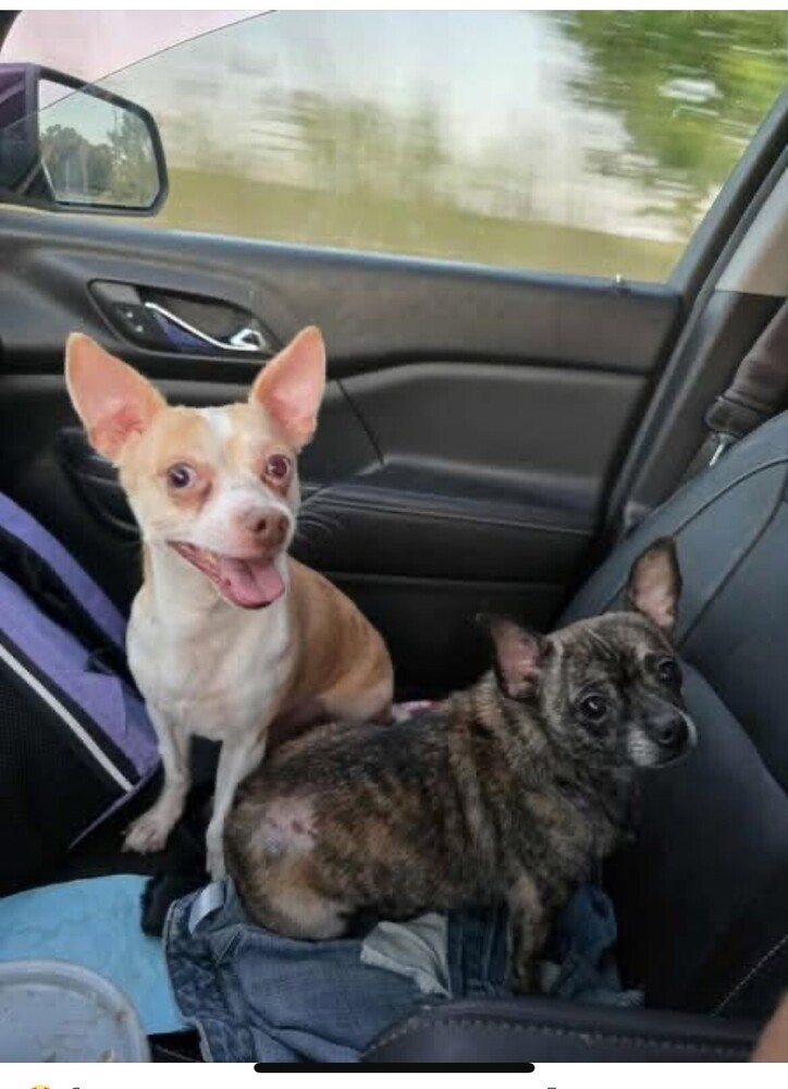 Gracie (Bonded with Sammy)