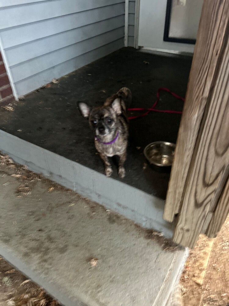 Gracie (Bonded with Sammy)