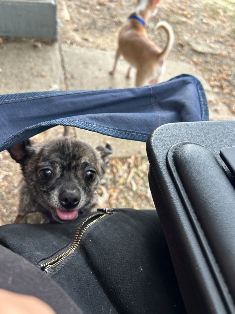 Gracie (Bonded with Sammy)