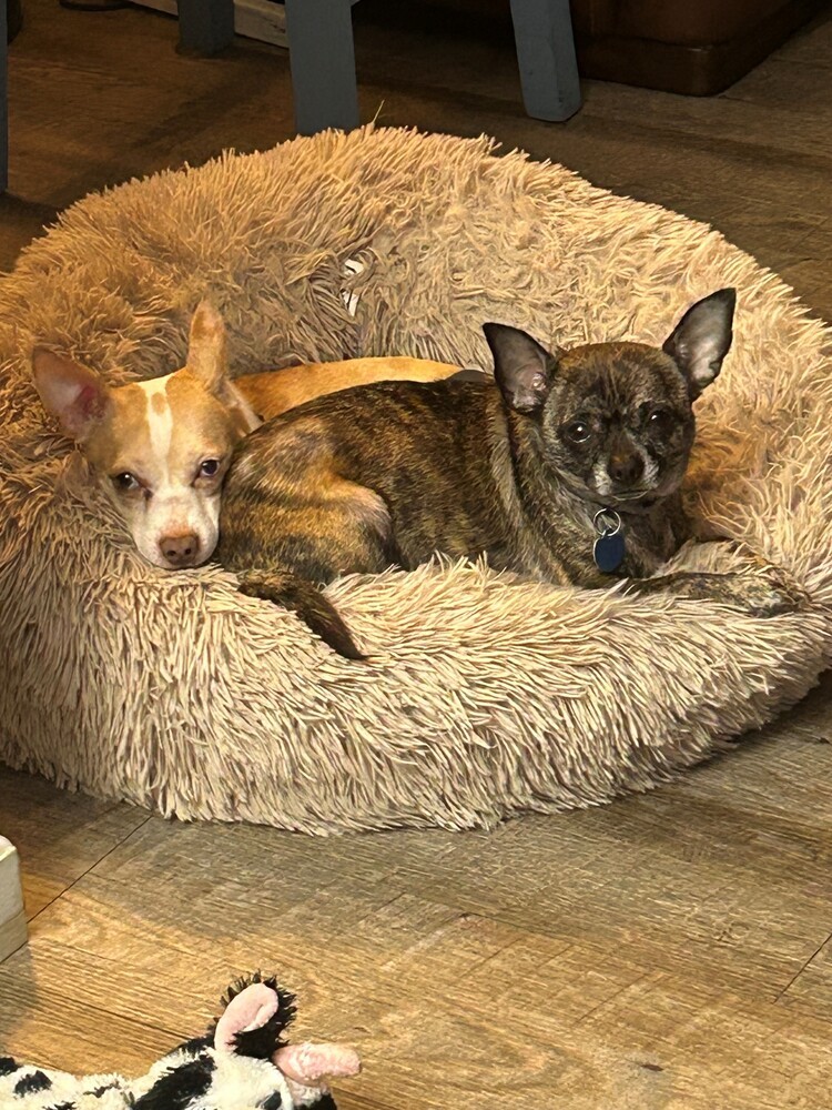 Sammy (bonded with Gracie)