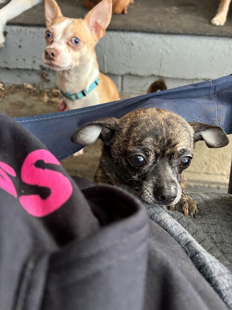 Sammy (bonded with Gracie)