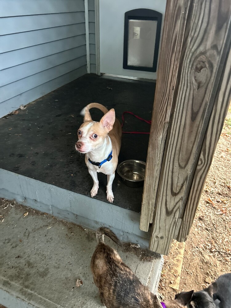 Sammy (bonded with Gracie)