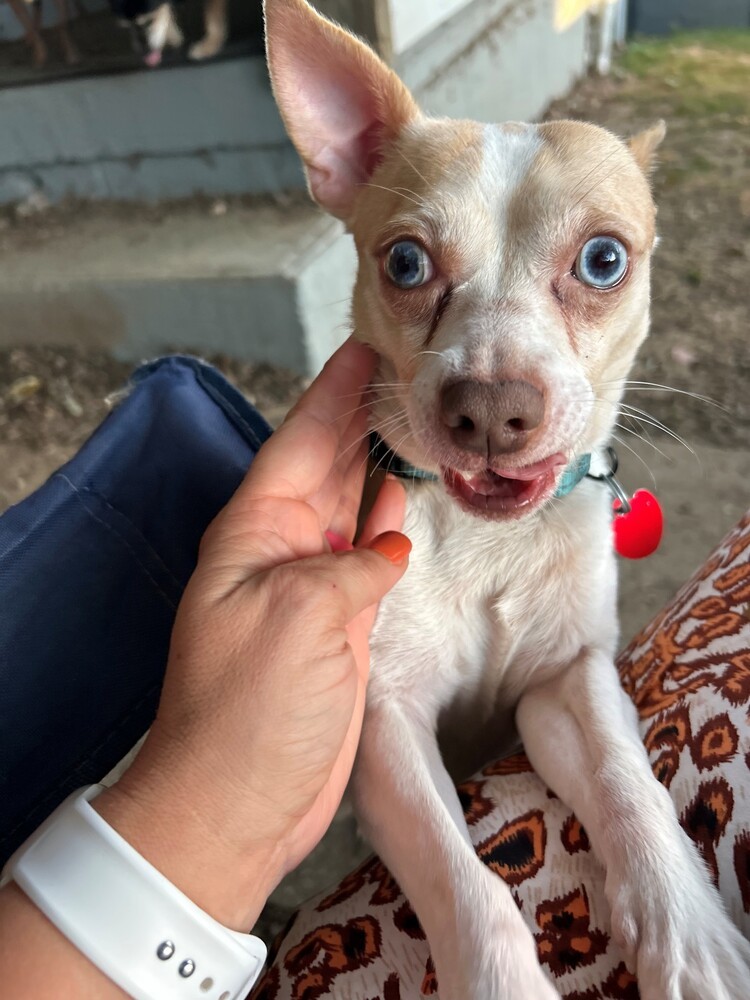 Sammy (bonded with Gracie)