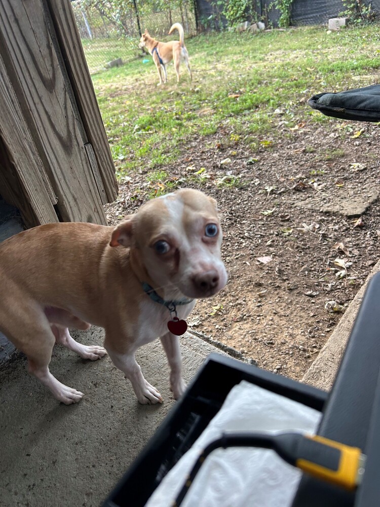 Sammy (bonded with Gracie)