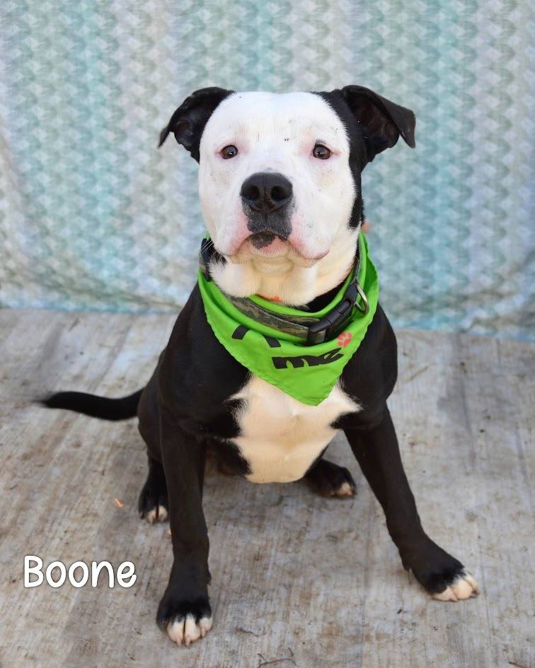 Boone