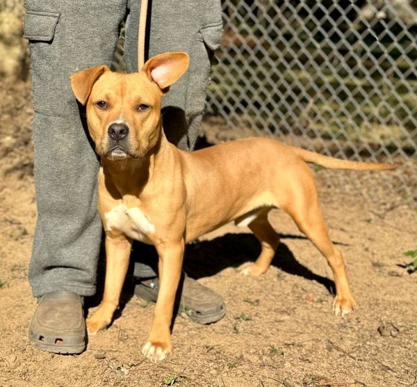 Angus T. Bovine thumbnail 2