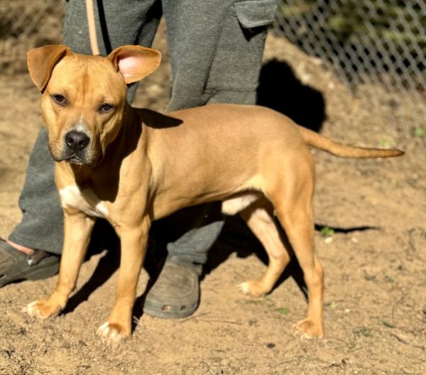 Angus T. Bovine thumbnail 3