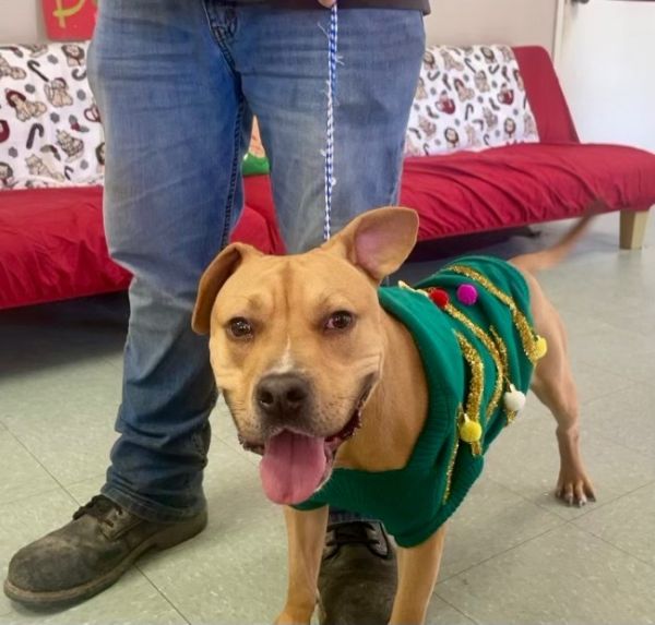 Angus T. Bovine thumbnail 6