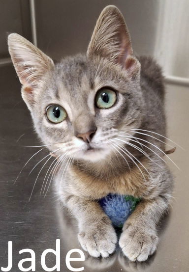 Jade, an adoptable Russian Blue, Korat in Mountain View, AR, 72560 | Photo Image 1