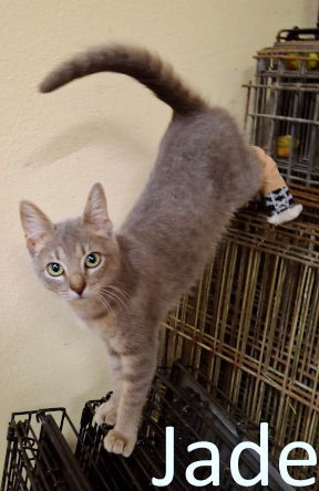 Jade, an adoptable Russian Blue, Korat in Mountain View, AR, 72560 | Photo Image 2