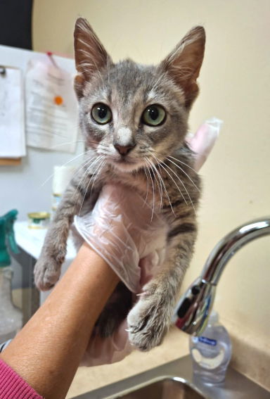 Jade, an adoptable Russian Blue, Korat in Mountain View, AR, 72560 | Photo Image 3
