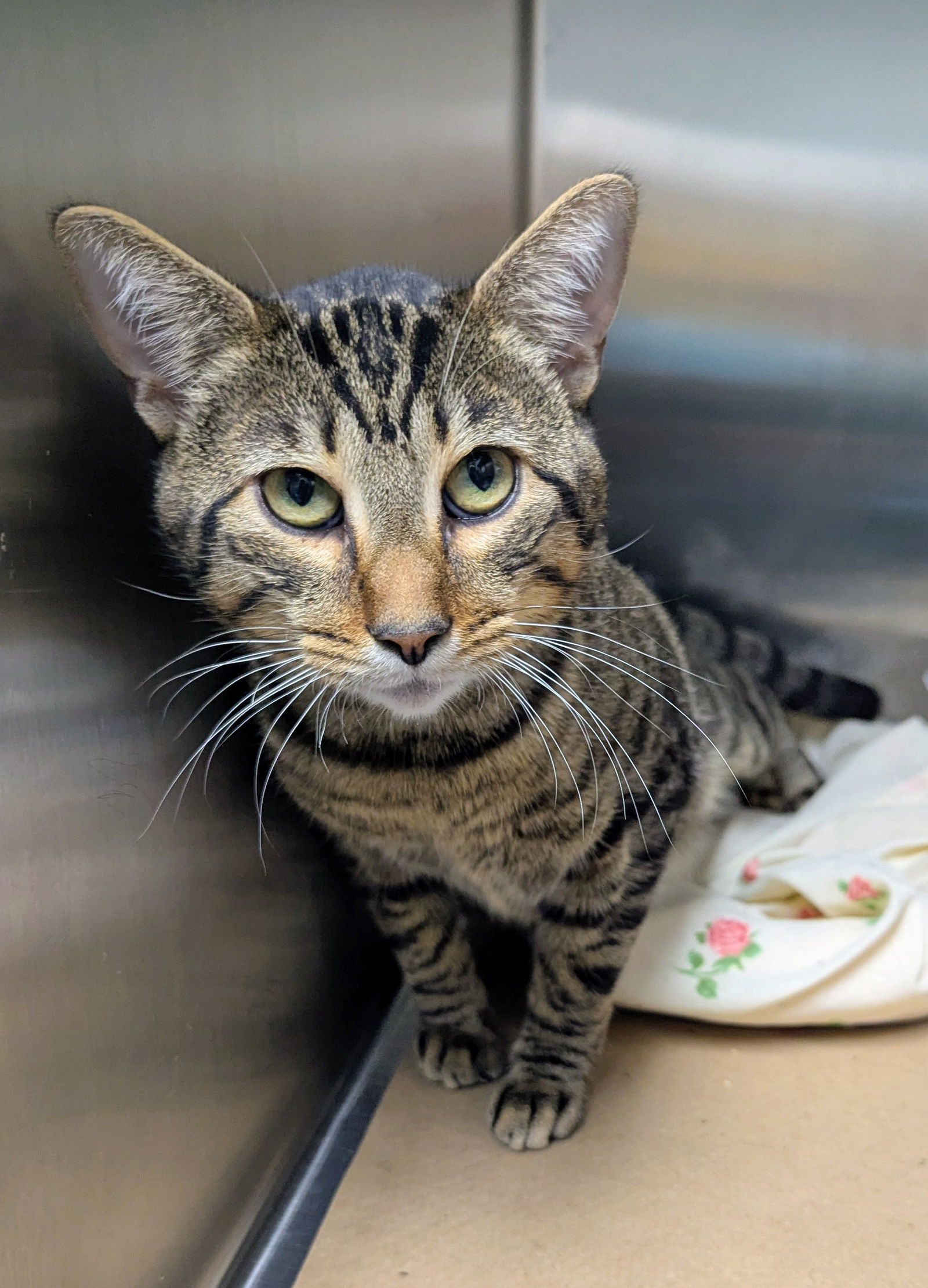 Simba Stripe (TAS #1)