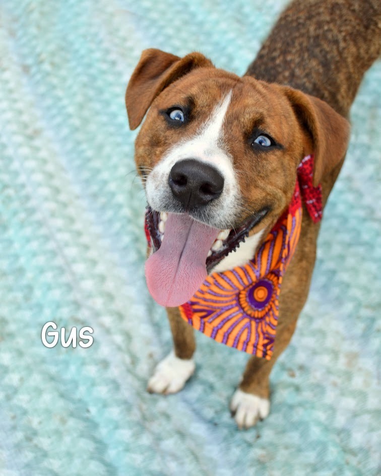Gus
