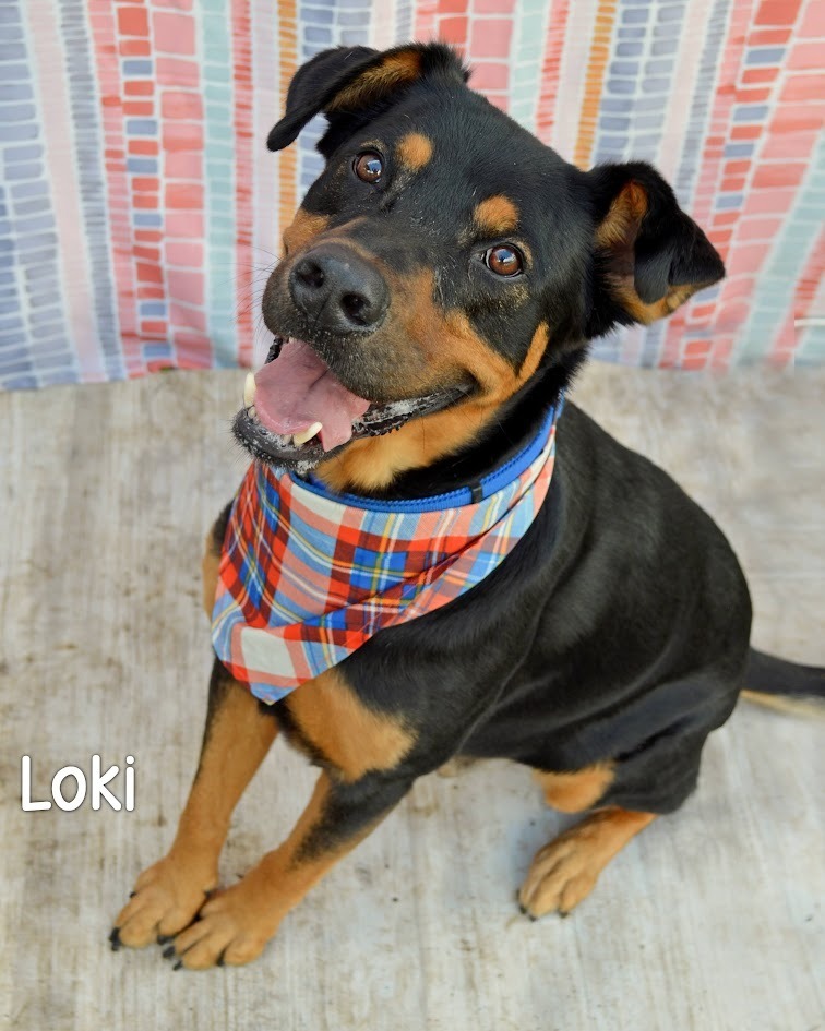 Loki