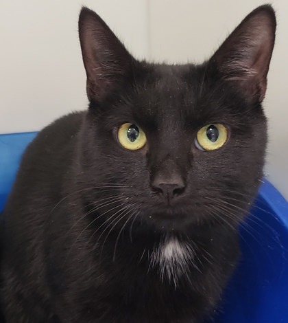 The Smashing Pumpkins