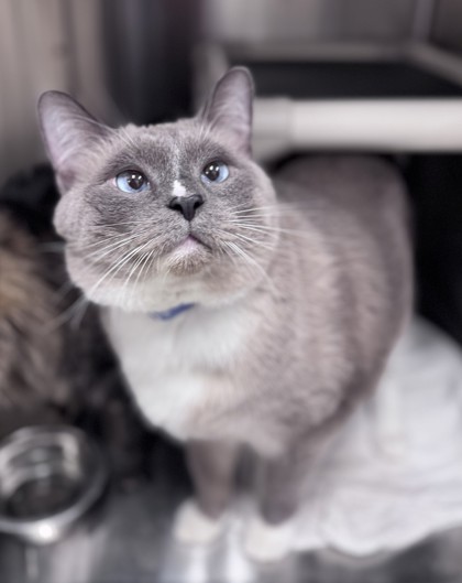 Marshy, an adoptable Burmese, Siamese in Cleveland, OH, 44113 | Photo Image 1