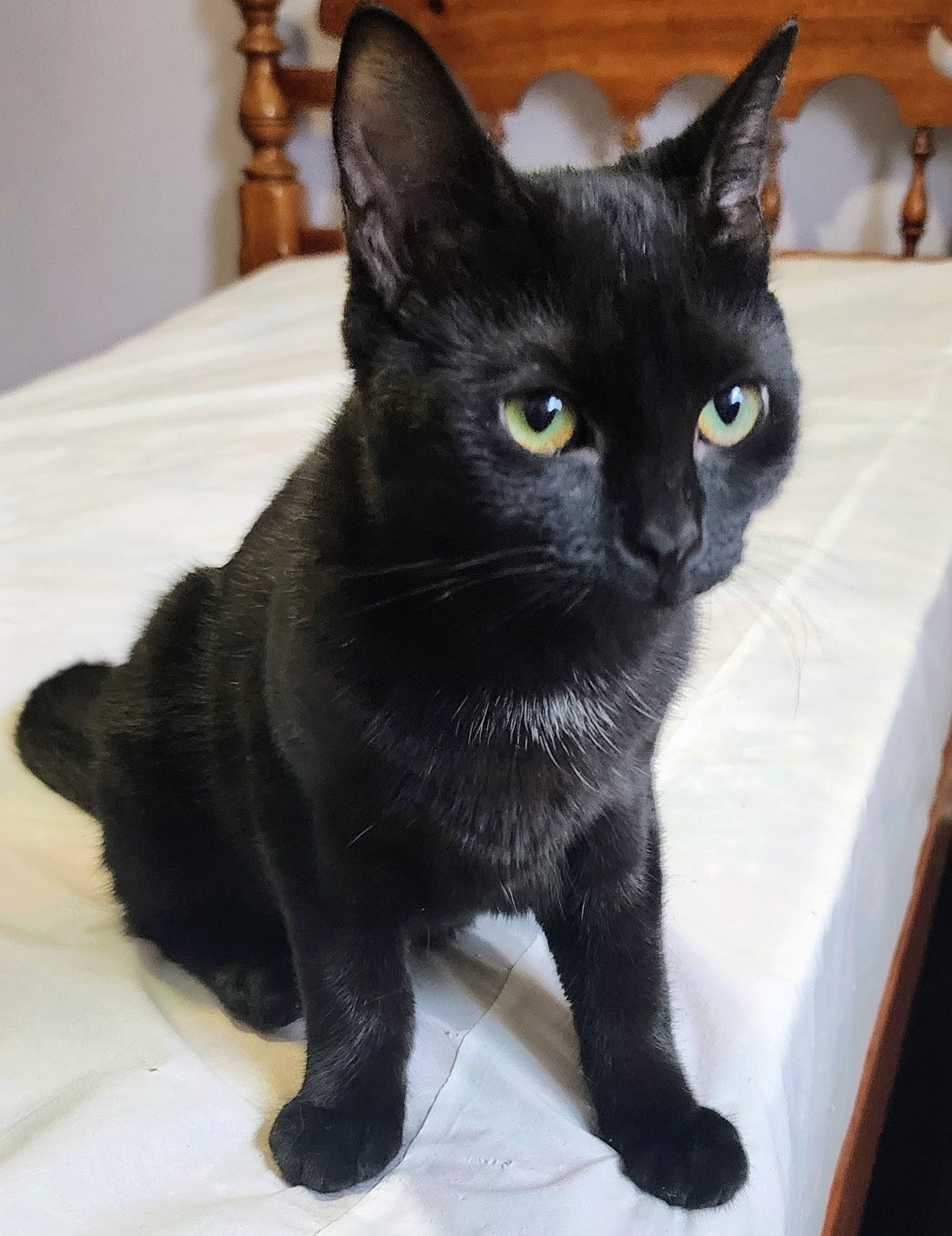 Shade, Willow Grove Area, (FCID 09-05-2025-136)