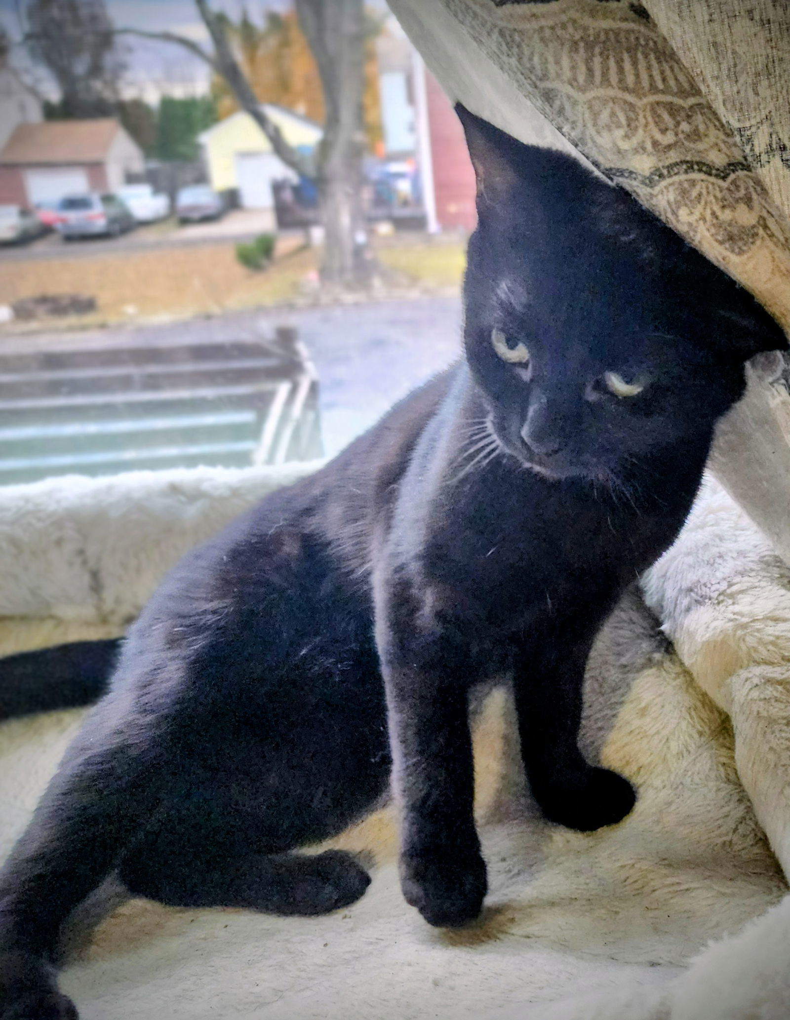 Shade, Willow Grove Area, (FCID 09-05-2025-136)