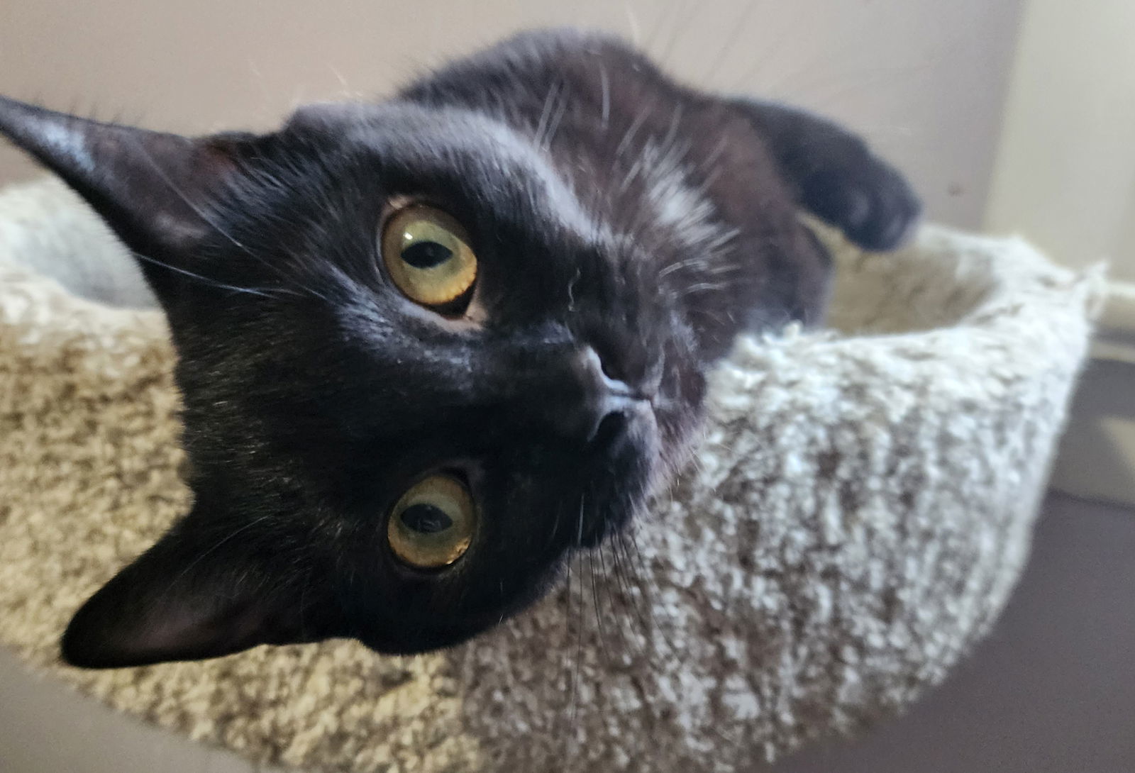 Shade, Willow Grove Area, (FCID 09-05-2025-136)