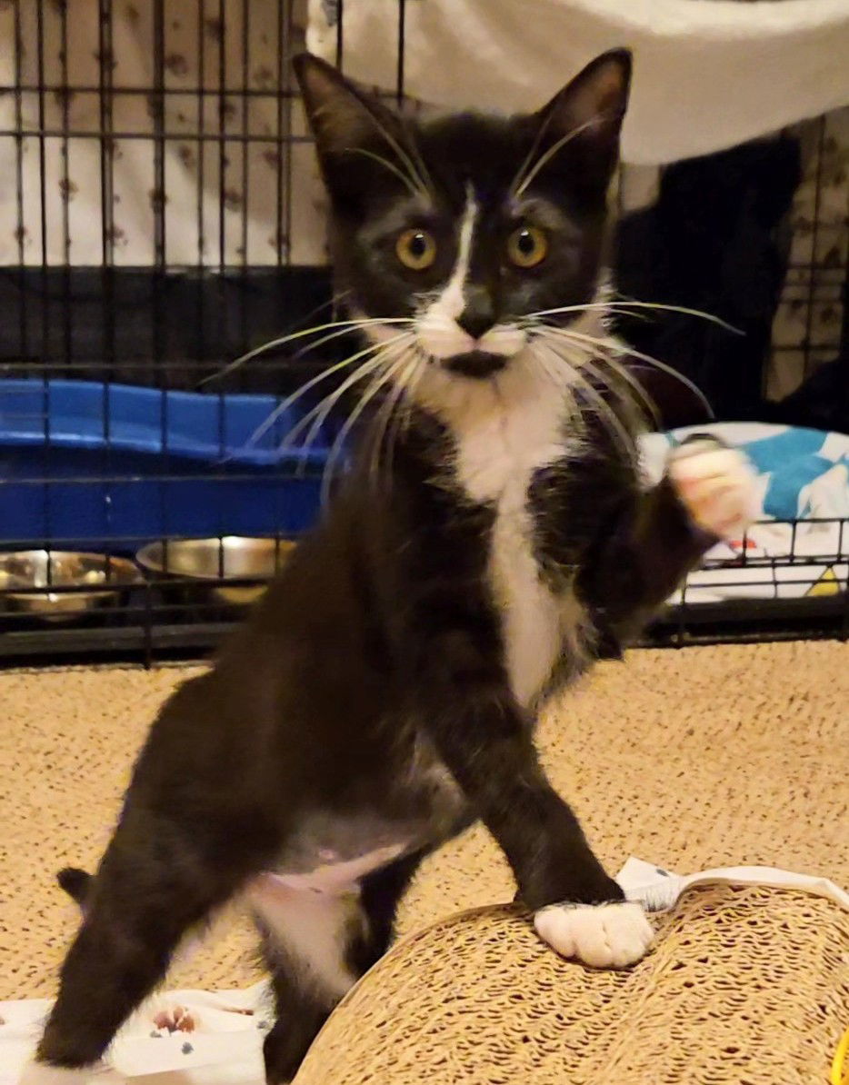 Dilly, Willow Grove Area, (FCID 10/28/2025-132)