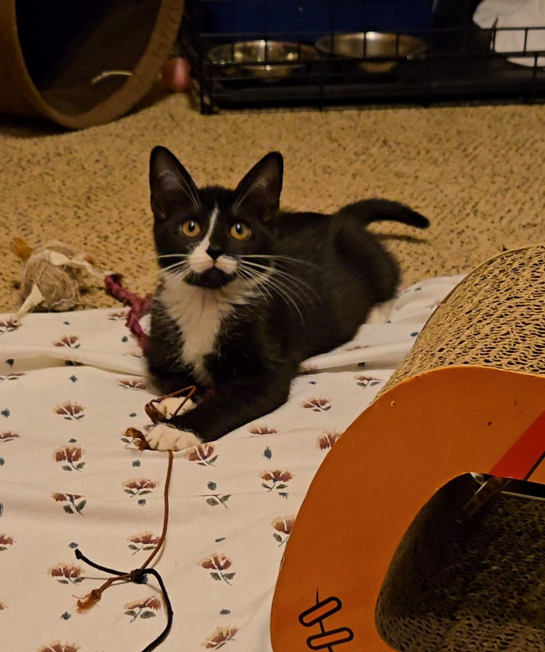 Dilly, Willow Grove Area, (FCID 10/28/2025-132)